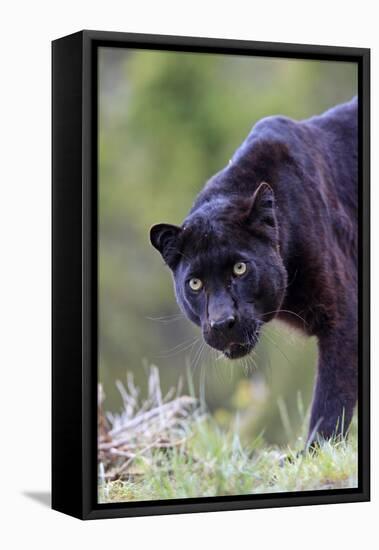 Black Leopard-null-Framed Stretched Canvas