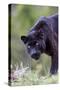 Black Leopard-null-Stretched Canvas