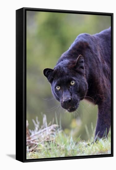 Black Leopard-null-Framed Stretched Canvas