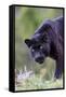 Black Leopard-null-Framed Stretched Canvas