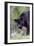 Black Leopard-null-Framed Photographic Print