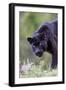 Black Leopard-null-Framed Photographic Print