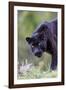 Black Leopard-null-Framed Photographic Print