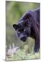 Black Leopard-null-Mounted Photographic Print