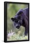 Essential Black