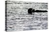 Black Lite Otter Eating Crab-Latitude 59 LLP-Stretched Canvas