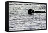 Black Lite Otter Eating Crab-Latitude 59 LLP-Framed Stretched Canvas