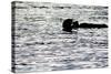 Black Lite Otter Eating Crab-Latitude 59 LLP-Stretched Canvas