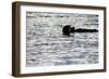 Black Lite Otter Eating Crab-Latitude 59 LLP-Framed Photographic Print