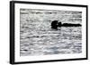 Black Lite Otter Eating Crab-Latitude 59 LLP-Framed Photographic Print