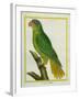 Black-Lored Parrot-Georges-Louis Buffon-Framed Giclee Print