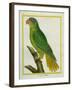 Black-Lored Parrot-Georges-Louis Buffon-Framed Giclee Print