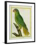 Black-Lored Parrot-Georges-Louis Buffon-Framed Giclee Print