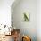 Black-Lored Parrot-Georges-Louis Buffon-Giclee Print displayed on a wall