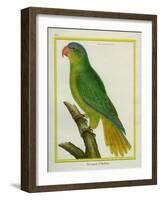 Black-Lored Parrot-Georges-Louis Buffon-Framed Giclee Print