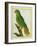 Black-Lored Parrot-Georges-Louis Buffon-Framed Giclee Print