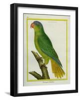 Black-Lored Parrot-Georges-Louis Buffon-Framed Giclee Print