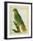 Black-Lored Parrot-Georges-Louis Buffon-Framed Giclee Print