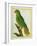 Black-Lored Parrot-Georges-Louis Buffon-Framed Giclee Print