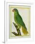 Black-Lored Parrot-Georges-Louis Buffon-Framed Giclee Print