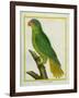 Black-Lored Parrot-Georges-Louis Buffon-Framed Giclee Print