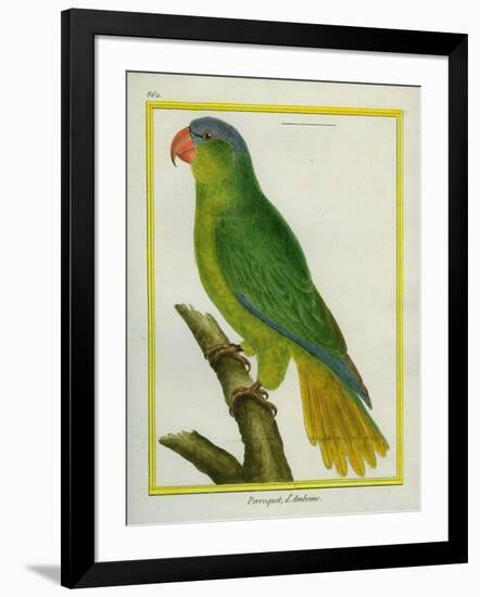 Black-Lored Parrot-Georges-Louis Buffon-Framed Giclee Print