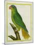 Black-Lored Parrot-Georges-Louis Buffon-Mounted Giclee Print