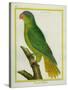 Black-Lored Parrot-Georges-Louis Buffon-Stretched Canvas