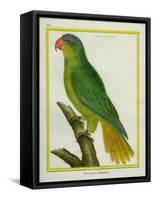 Black-Lored Parrot-Georges-Louis Buffon-Framed Stretched Canvas