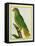 Black-Lored Parrot-Georges-Louis Buffon-Framed Stretched Canvas