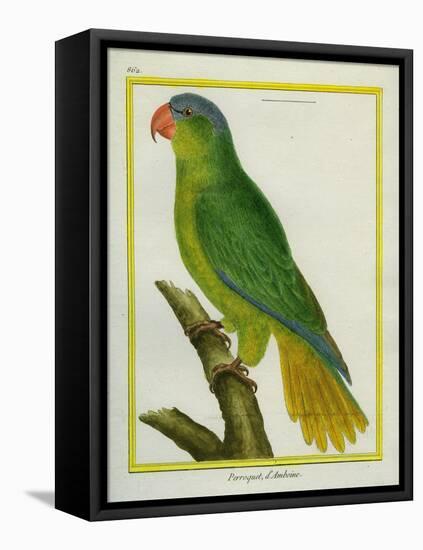 Black-Lored Parrot-Georges-Louis Buffon-Framed Stretched Canvas