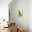 Black-Lored Parrot-Georges-Louis Buffon-Stretched Canvas displayed on a wall