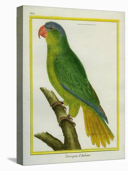 Black-Lored Parrot-Georges-Louis Buffon-Stretched Canvas