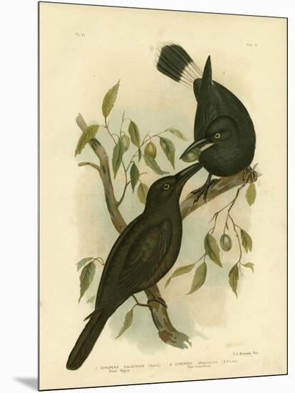 Black Magpie or Black Currawong, 1891-Gracius Broinowski-Mounted Giclee Print