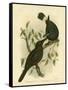 Black Magpie or Black Currawong, 1891-Gracius Broinowski-Framed Stretched Canvas