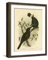 Black Magpie or Black Currawong, 1891-Gracius Broinowski-Framed Giclee Print