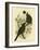 Black Magpie or Black Currawong, 1891-Gracius Broinowski-Framed Giclee Print