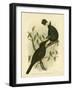 Black Magpie or Black Currawong, 1891-Gracius Broinowski-Framed Giclee Print