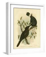 Black Magpie or Black Currawong, 1891-Gracius Broinowski-Framed Giclee Print