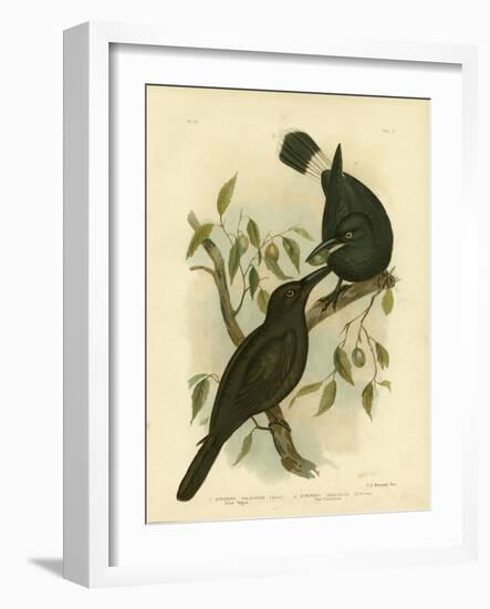 Black Magpie or Black Currawong, 1891-Gracius Broinowski-Framed Giclee Print