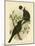 Black Magpie or Black Currawong, 1891-Gracius Broinowski-Mounted Giclee Print