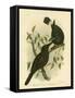 Black Magpie or Black Currawong, 1891-Gracius Broinowski-Framed Stretched Canvas
