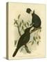 Black Magpie or Black Currawong, 1891-Gracius Broinowski-Stretched Canvas