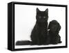 Black Maine Coon Kitten and Cute Daxiedoodle Puppy-Mark Taylor-Framed Stretched Canvas