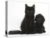 Black Maine Coon Kitten and Cute Daxiedoodle Puppy-Mark Taylor-Stretched Canvas