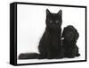 Black Maine Coon Kitten and Cute Daxiedoodle Puppy-Mark Taylor-Framed Stretched Canvas