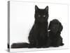 Black Maine Coon Kitten and Cute Daxiedoodle Puppy-Mark Taylor-Stretched Canvas