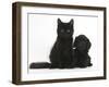 Black Maine Coon Kitten and Cute Daxiedoodle Puppy-Mark Taylor-Framed Photographic Print