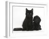 Black Maine Coon Kitten and Cute Daxiedoodle Puppy-Mark Taylor-Framed Photographic Print