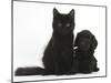 Black Maine Coon Kitten and Cute Daxiedoodle Puppy-Mark Taylor-Mounted Photographic Print